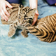 Illustration for article titled ZOMG NEW PICS OF BABY CLOUDED LEOPARD!!!